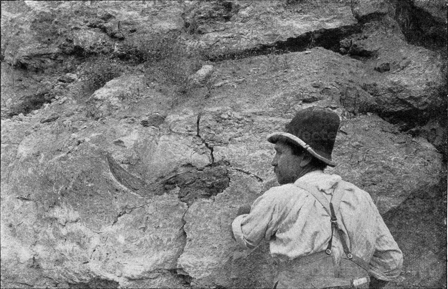 Fossil bison skull buried in the limestone tufa of Ehringsdorf near Taubach, vintage engraving. photo