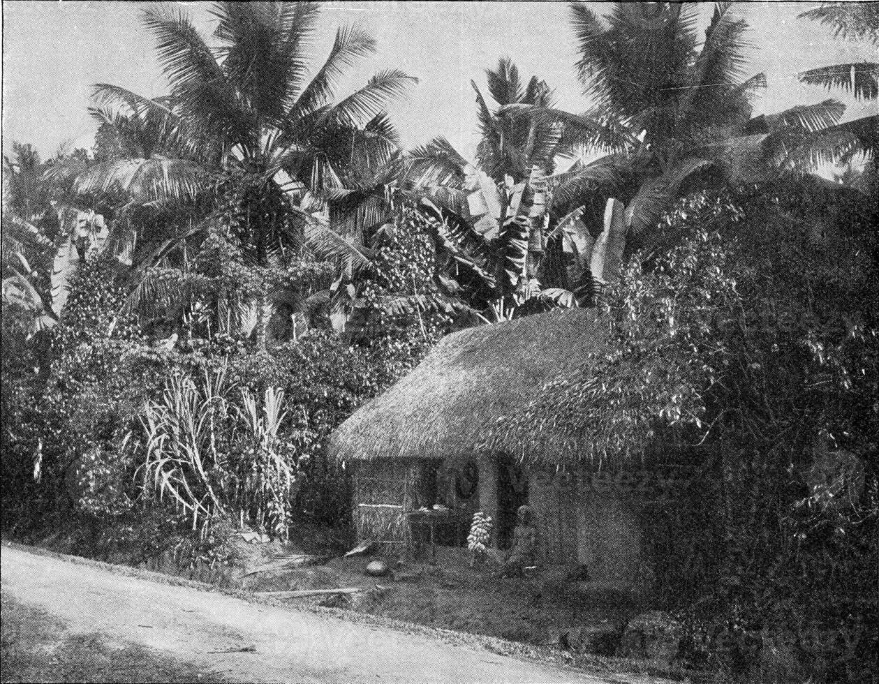 Tropical vegetation in India, vintage engraving. photo