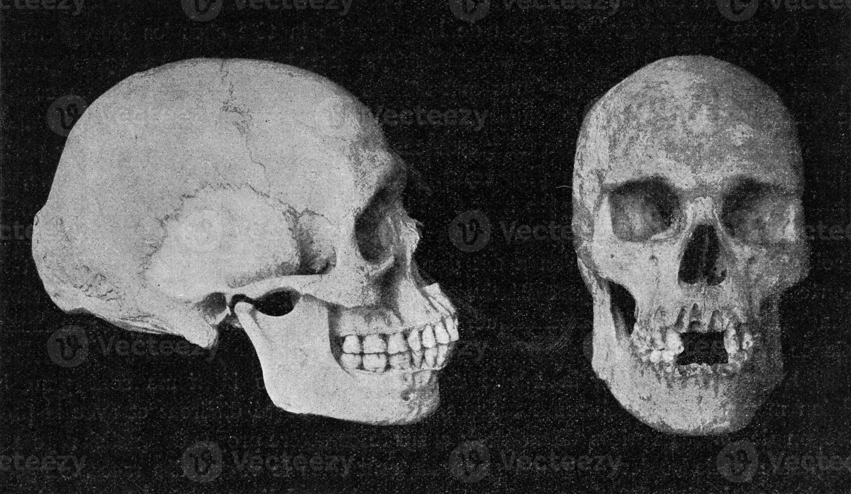 Skulls of elderly Australian men, vintage engraving. photo