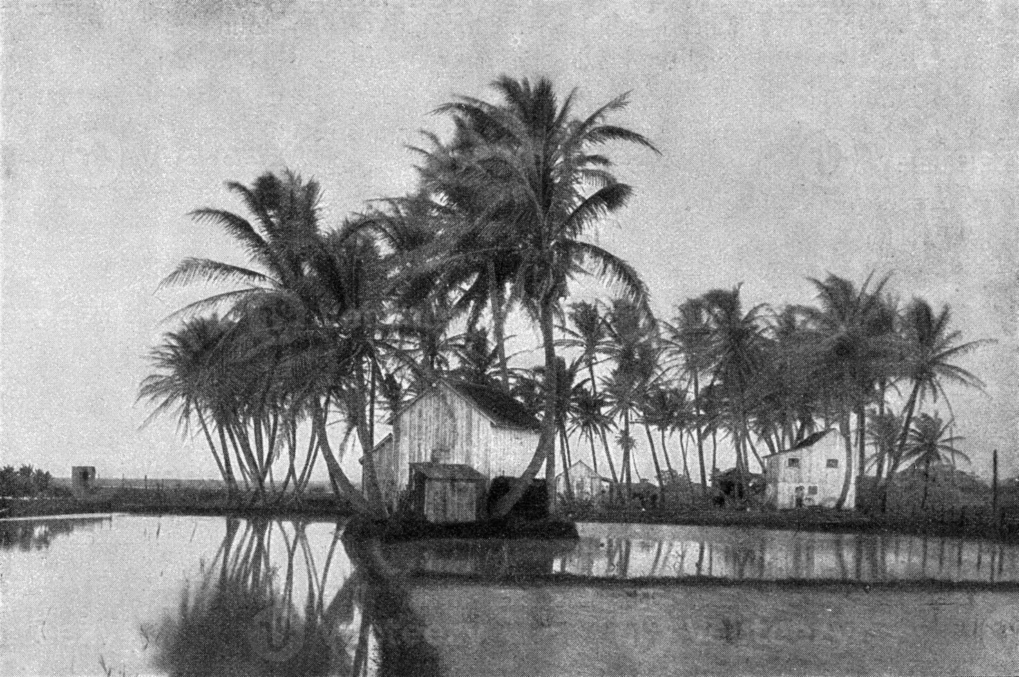 Group of palm trees in Hawaiian Islands, vintage engraving. photo