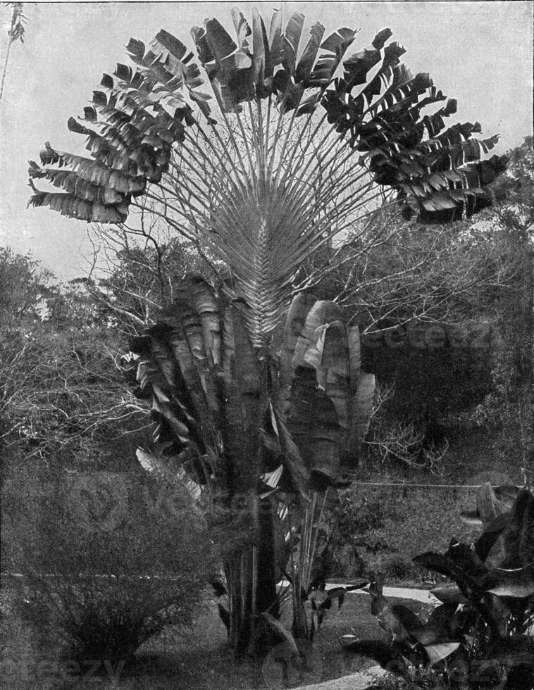 A corner of park in Ceylon, as an example of tropical vegetation, with a Ravenala, vintage engraving. photo