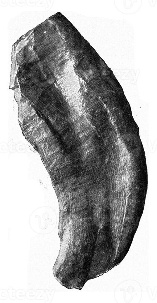 Stony core of a Calamity of the carboniferous formation, vintage engraving. photo