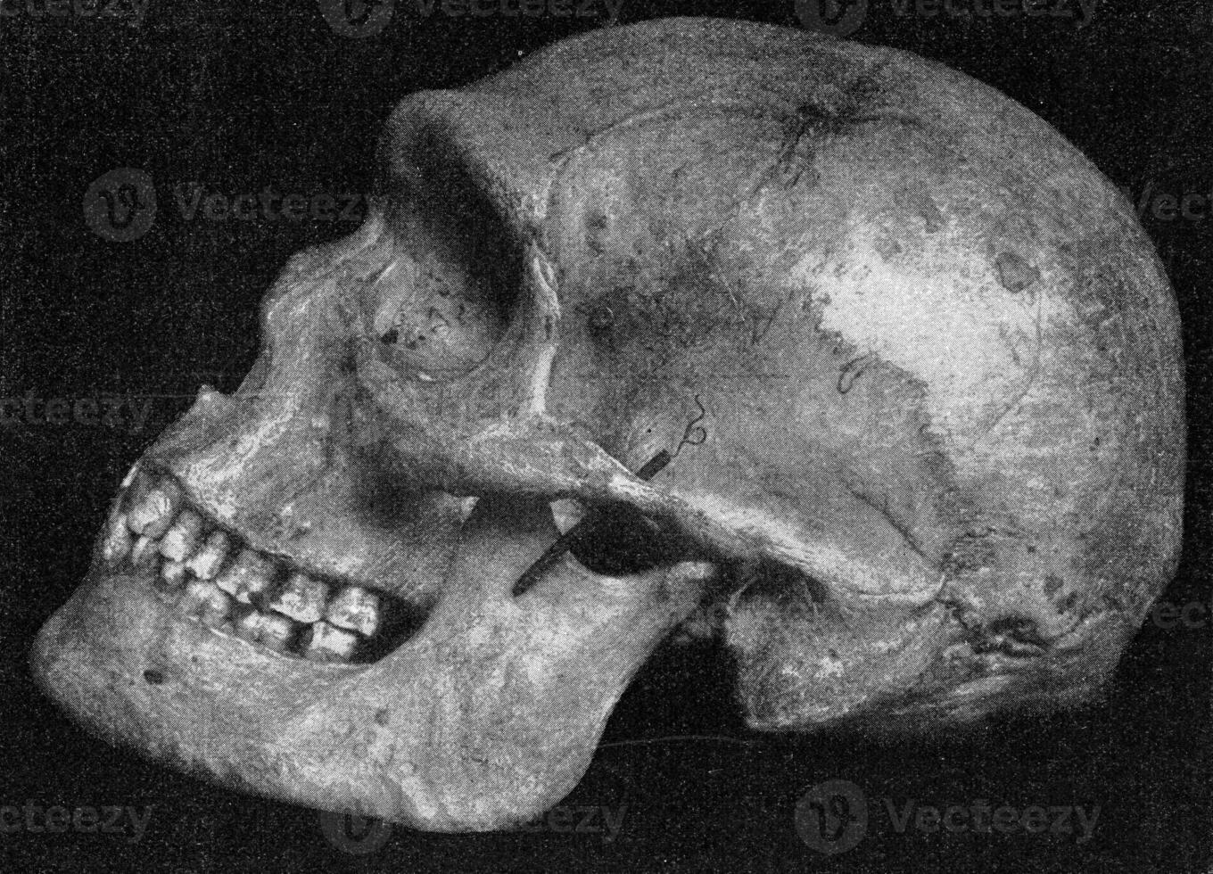 lado ver de el mismo cráneo de un primitivo australiano con muy pronunciado supraorbitario protuberancias, Clásico grabado. foto