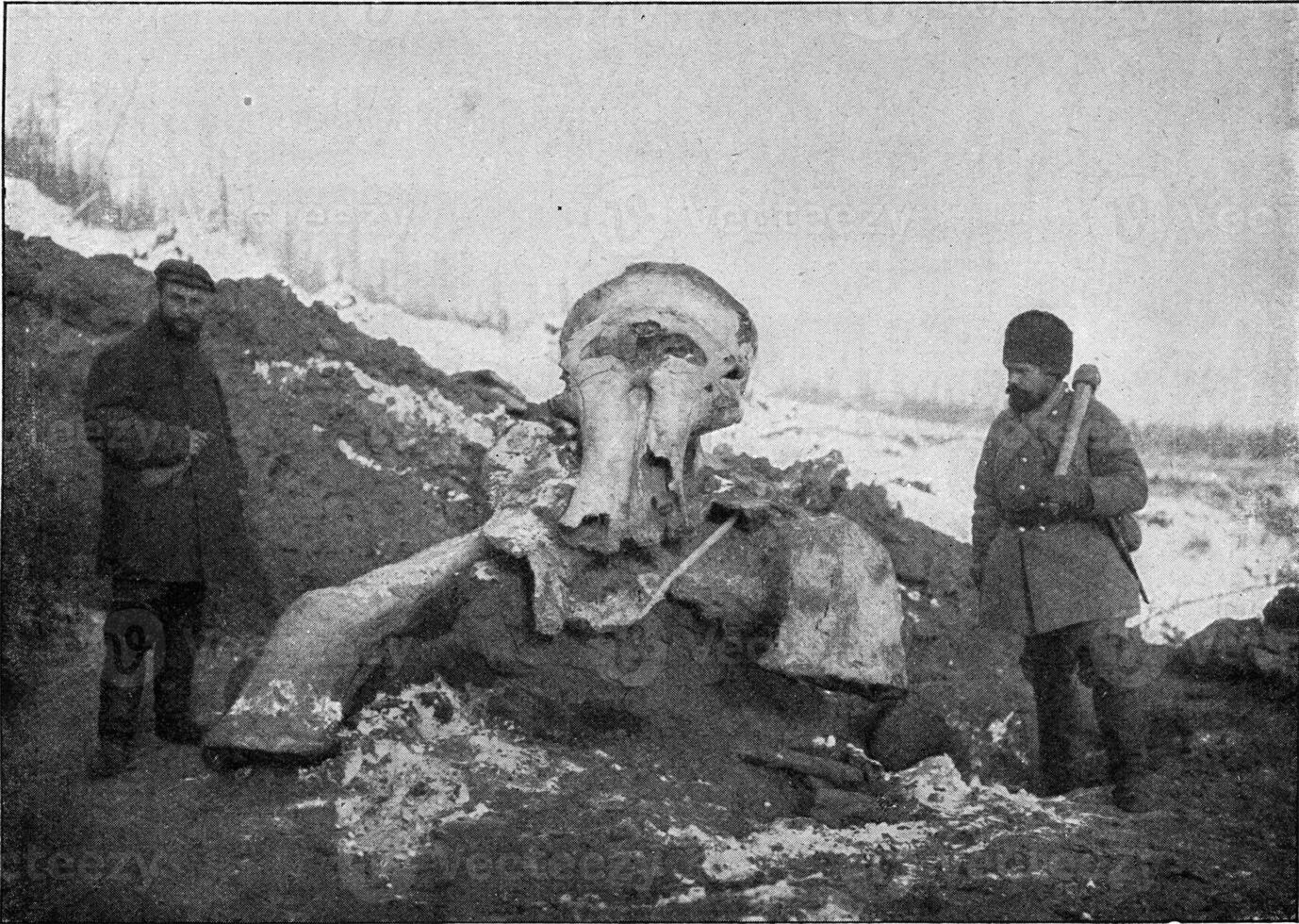 mamut cuerpo exhumado en Siberia en el primavera de 1902 por el expedición expedido por el ruso academia de ciencias, Clásico grabado. foto