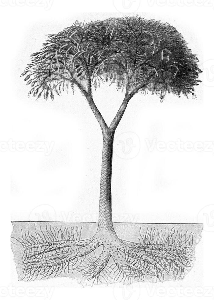 Lepidodendron with cone-shaped flowers at the ends of branches, vintage engraving. photo