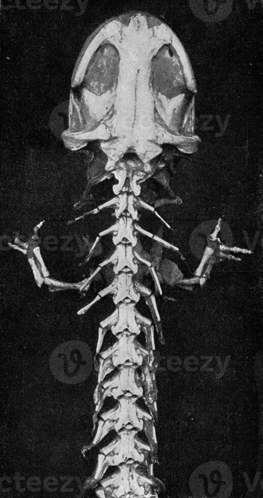 Anterior part of the skeleton of a giant Japanese salamander, vintage engraving. photo