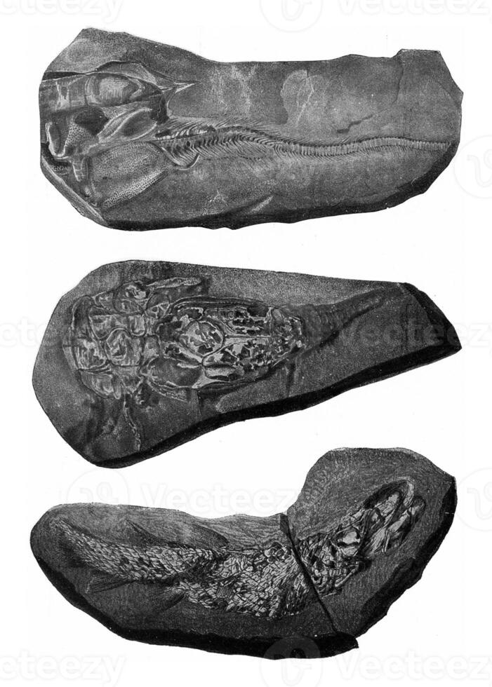 Remains of fossil fish, vintage engraving. photo