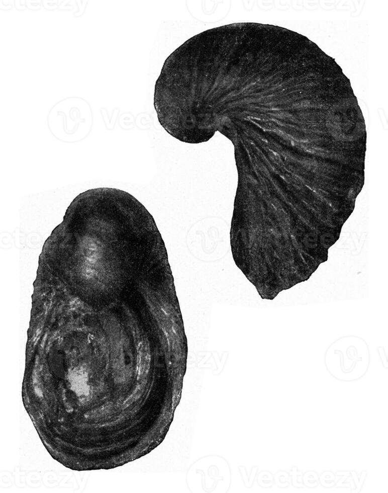 Gryphaea arcuata, vintage engraving. photo