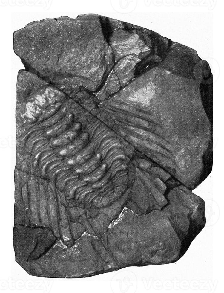 acidespis, trilobite de el inferior siluriano de Bohemia, Clásico grabado. foto