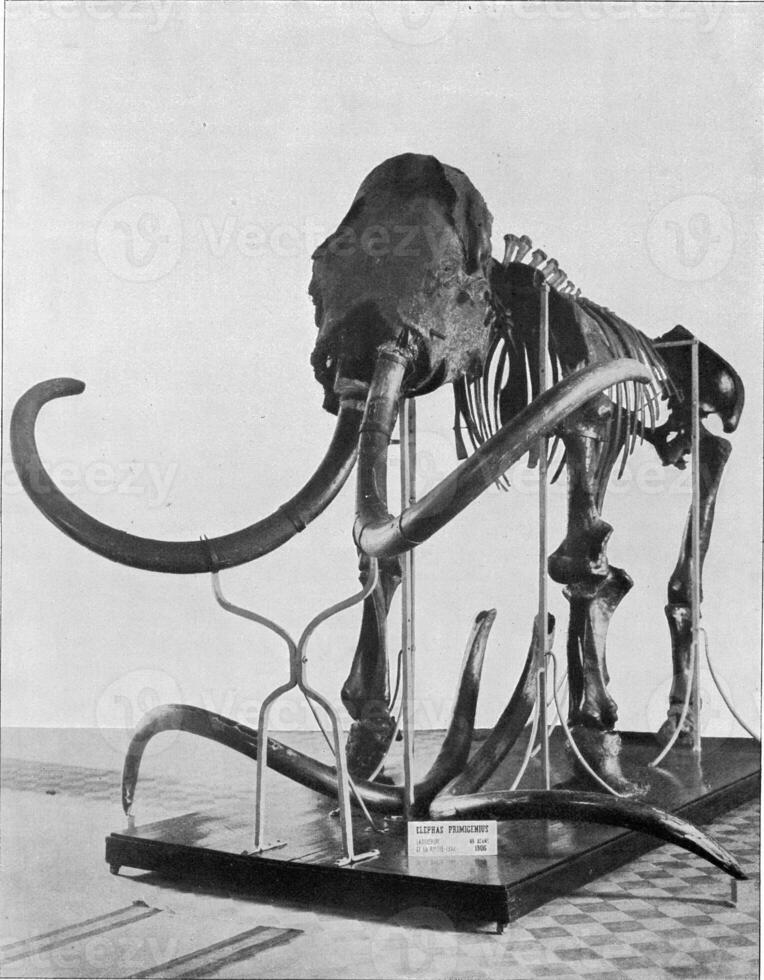 Skeleton of the first mammoth, vintage engraving. photo