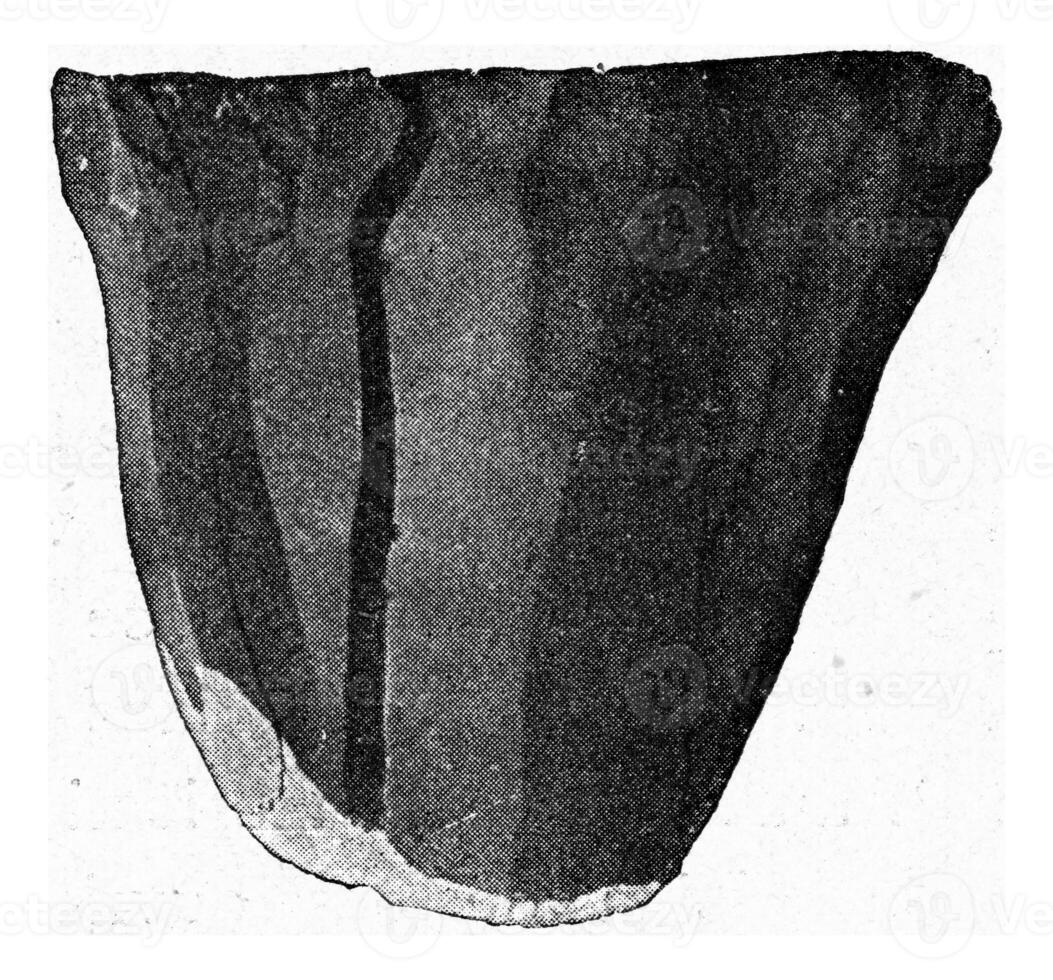 Nucleus with loose flint chips, vintage engraving. photo