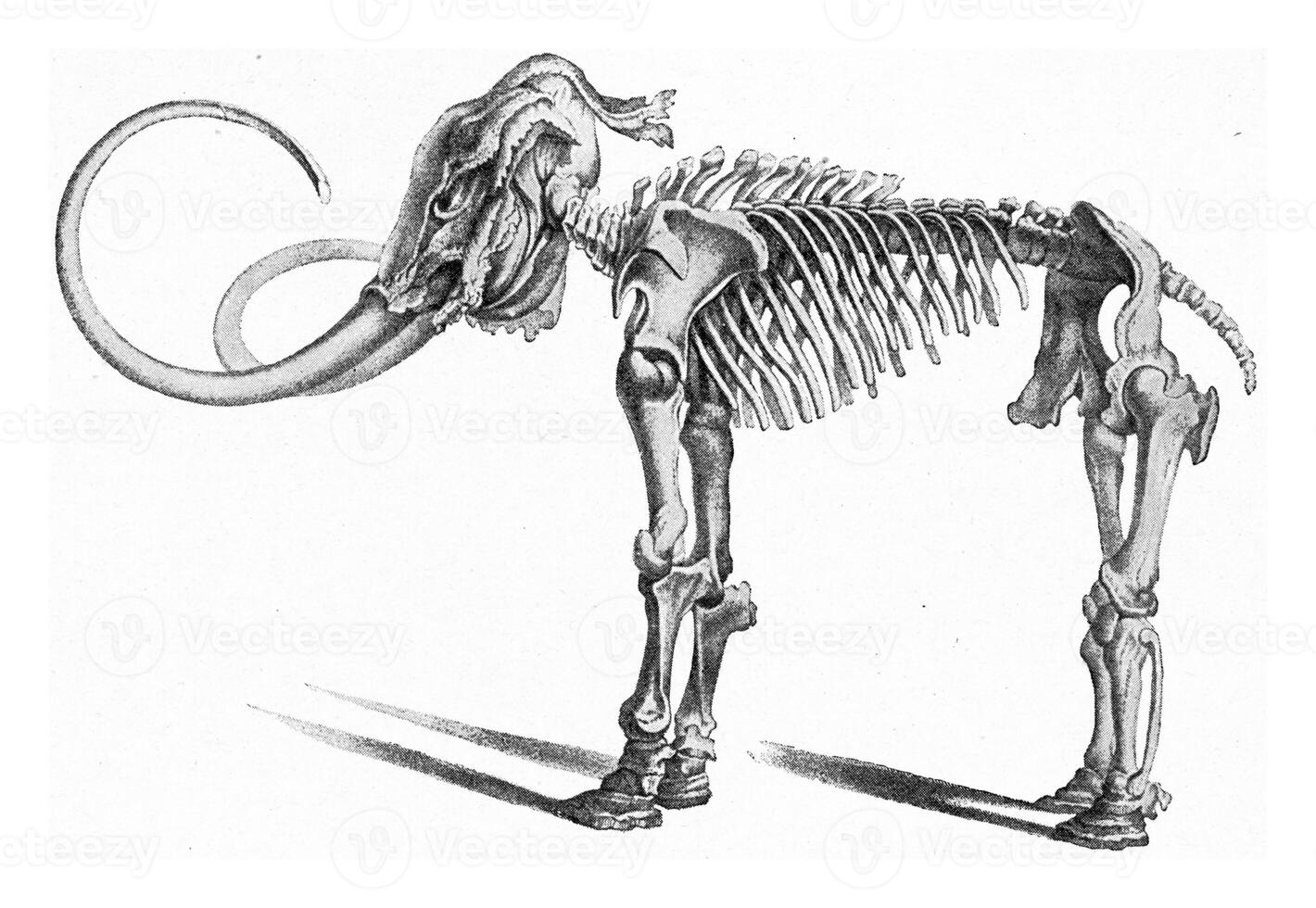 Skeleton of the first mammoth land in Siberia, vintage engraving. photo