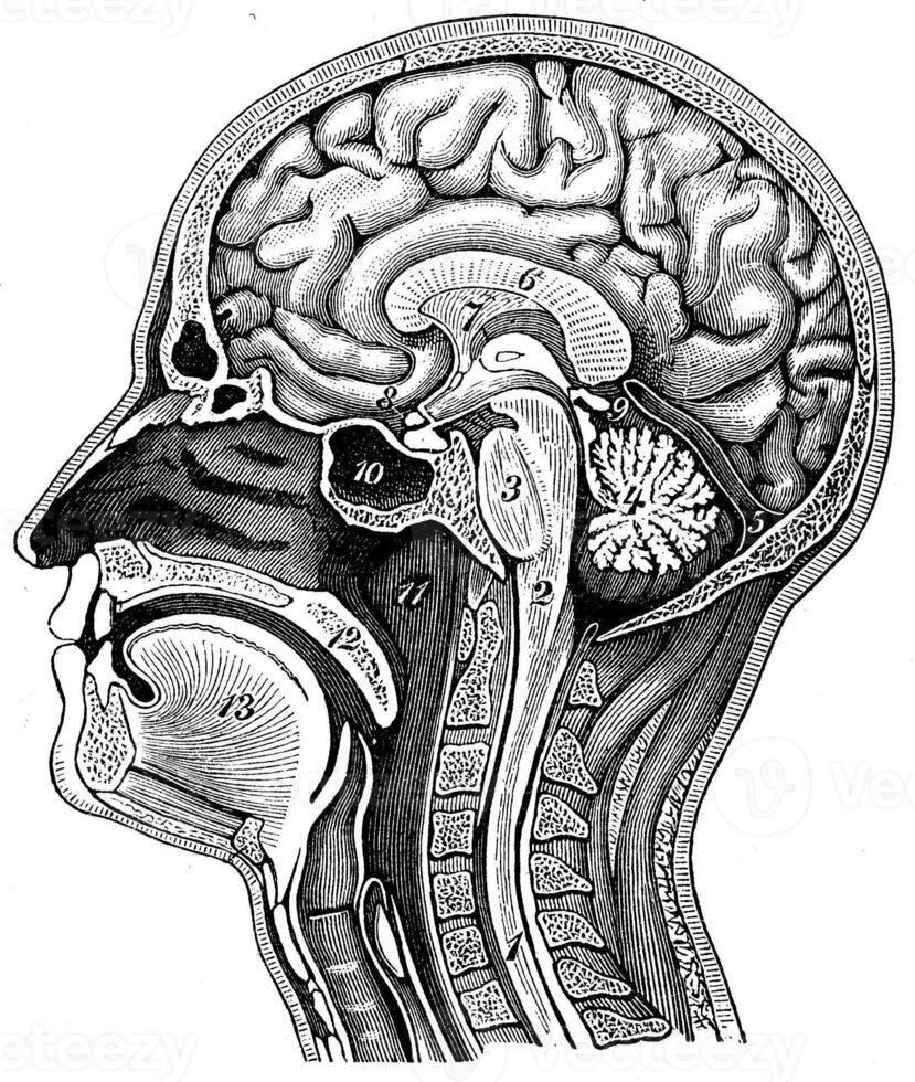 longitudinal sección de el humano cabeza, Clásico grabado. foto