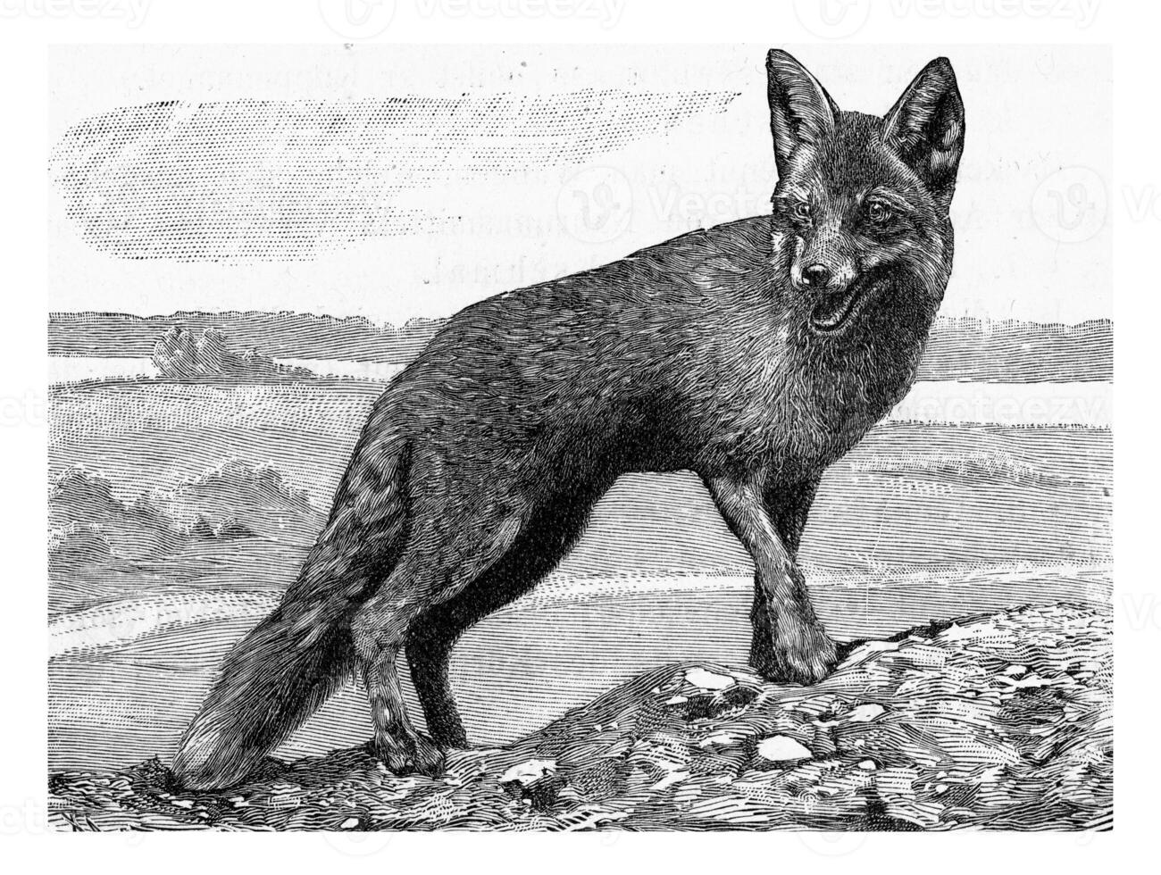 The Fox, Canis vulpes, vintage engraving. photo