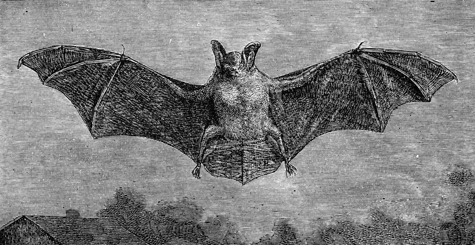 The bat, Vespertilio murinus, vintage engraving. photo