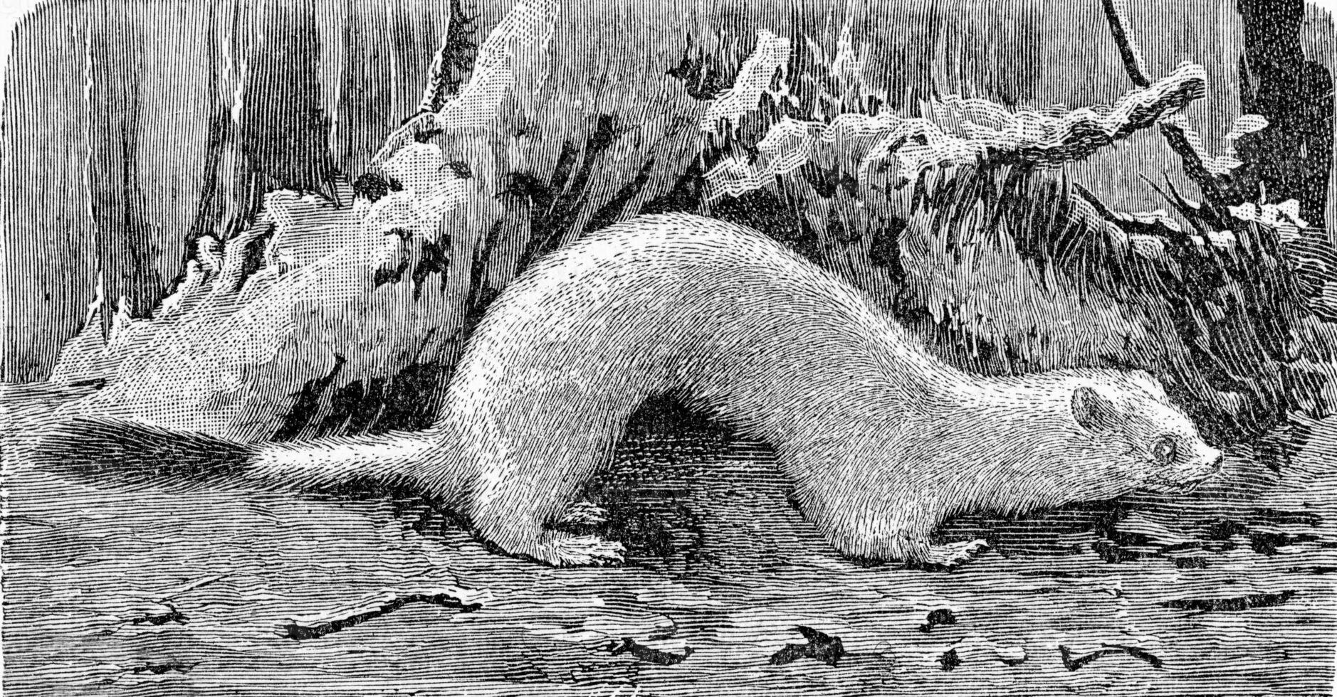 The ermine in the winter dress, vintage engraving. photo