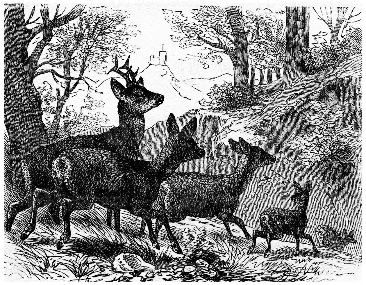 Deer, vintage engraving. photo