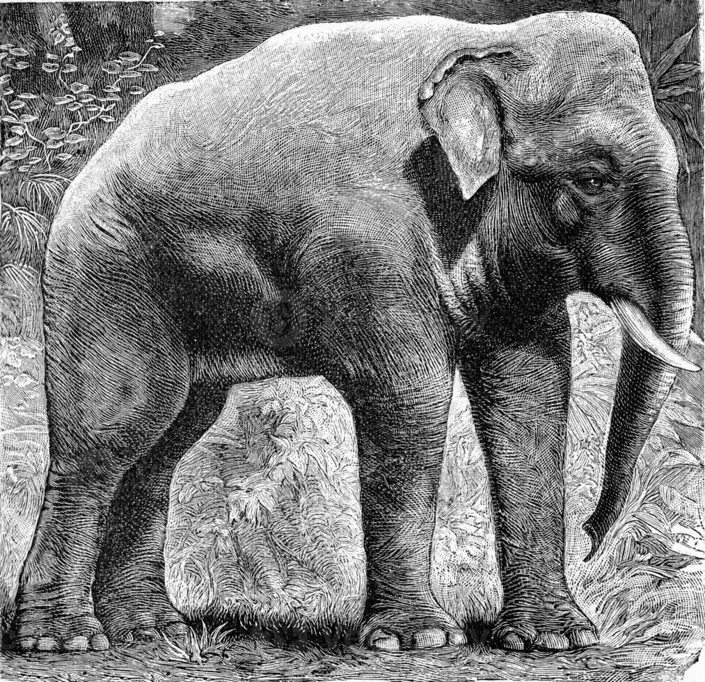 The Indian elephant, Elephas indicus, vintage engraving. photo