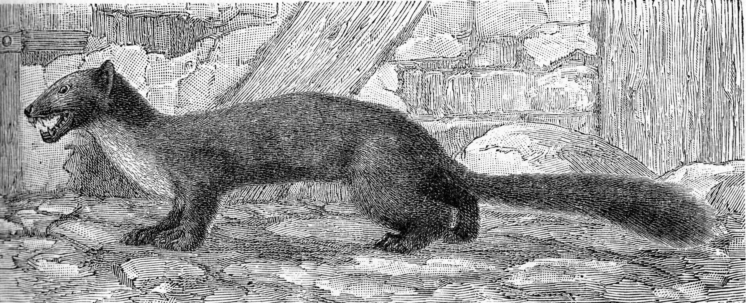 The marten, vintage engraving. photo