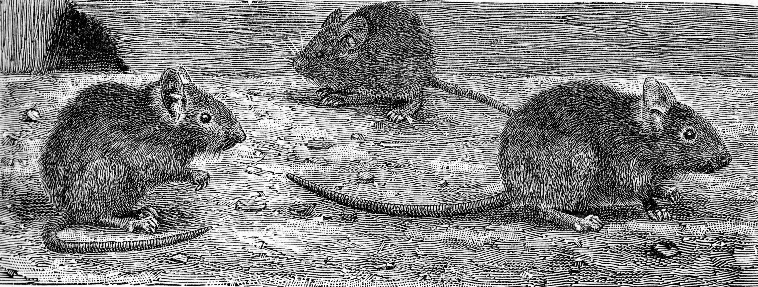 The house mouse, vintage engraving. photo