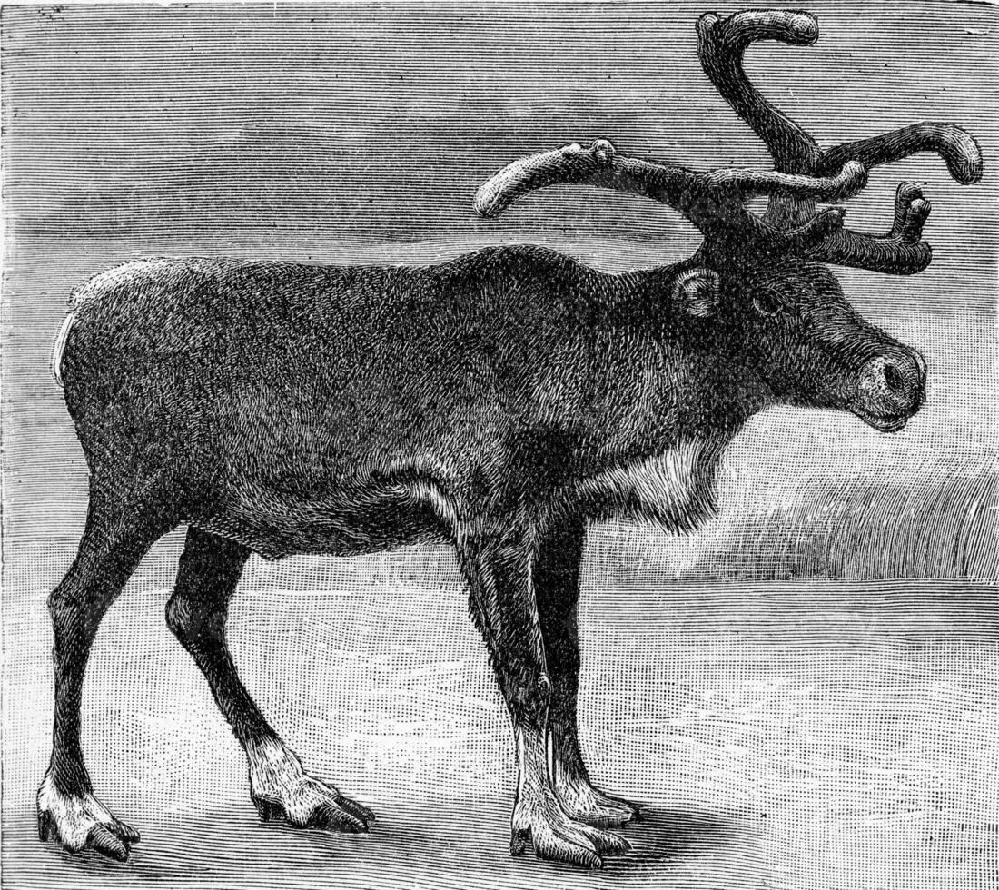 The reindeer, vintage engraving. photo