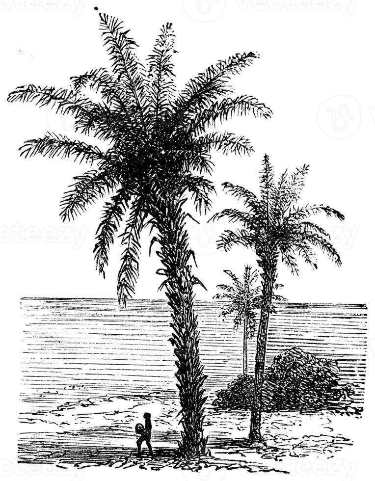 Palm avoira, vintage engraving. photo