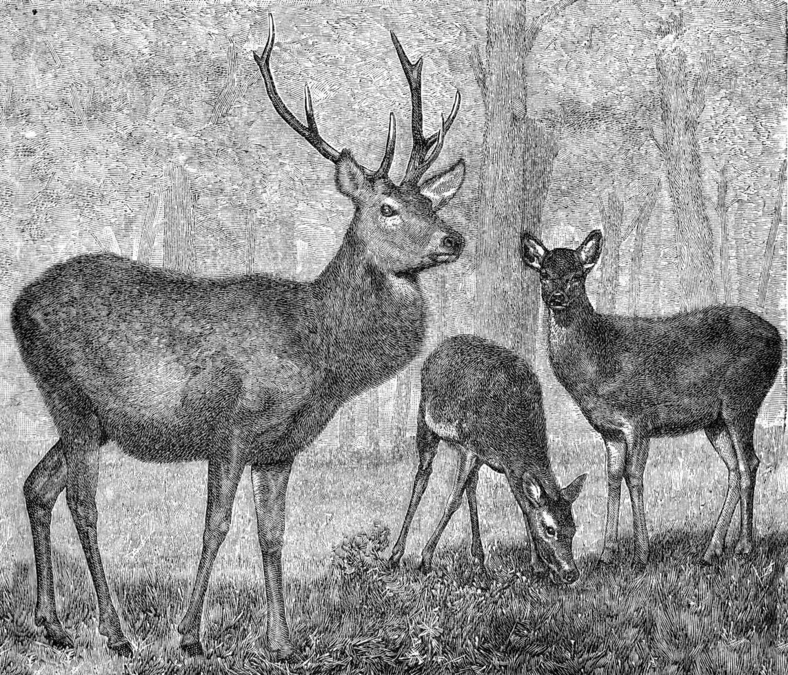 Foot of the stag, vintage engraving. photo