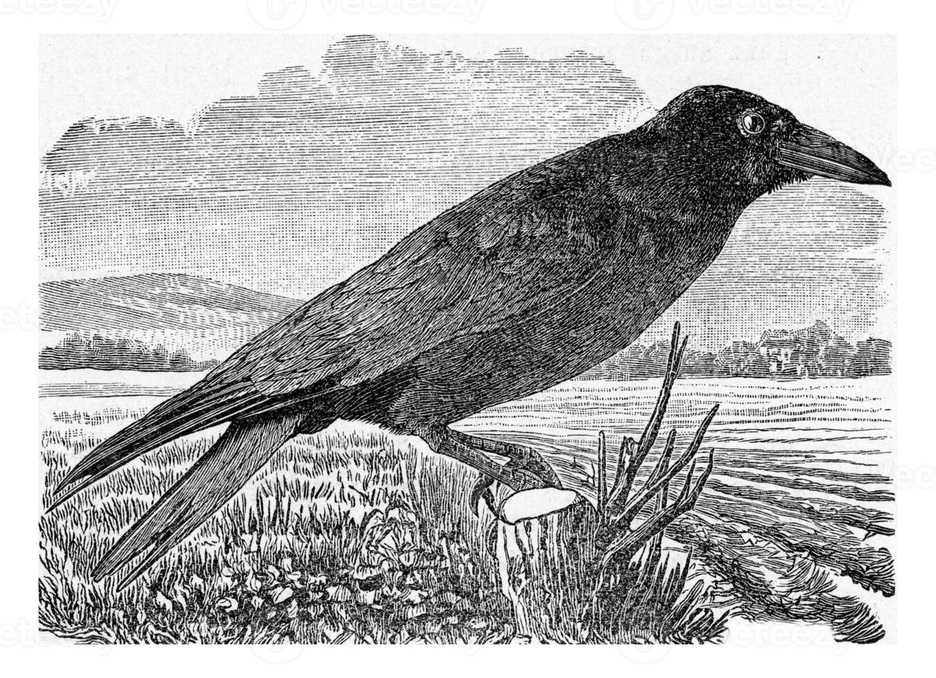 The Rook, vintage engraving. photo