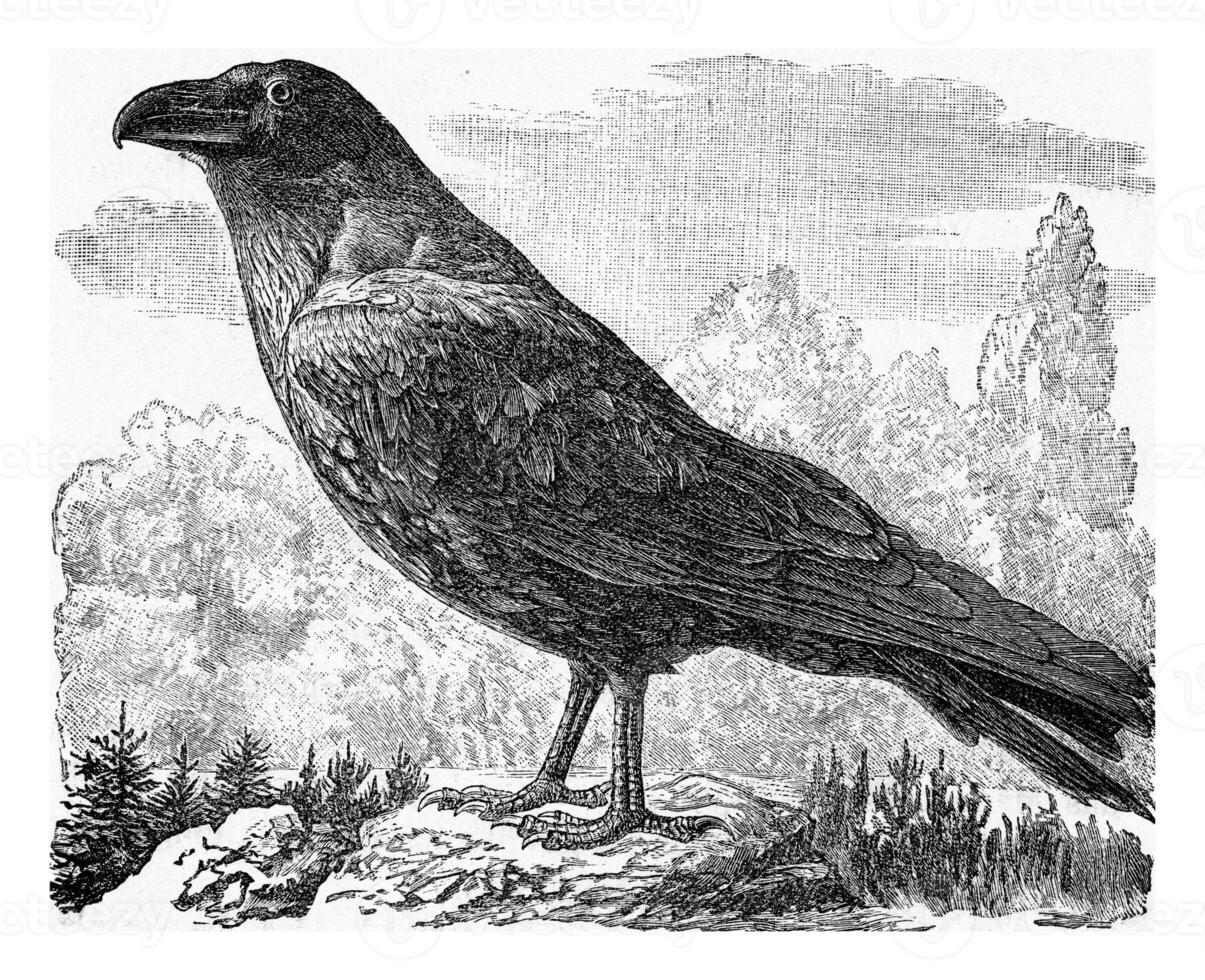 The raven, vintage engraving. photo