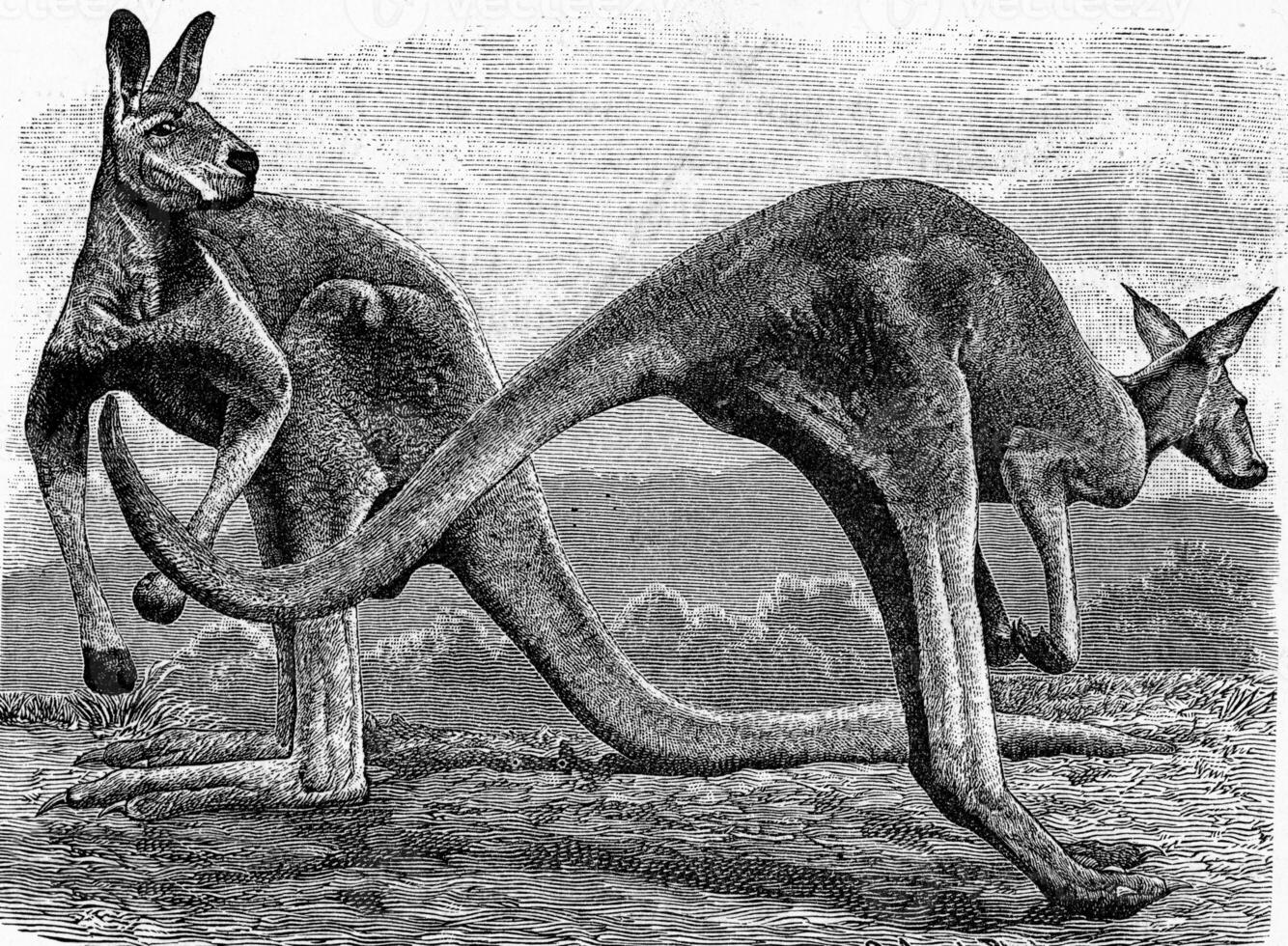 The Kangaroo, Halmaturus giganteus, vintage engraving. photo