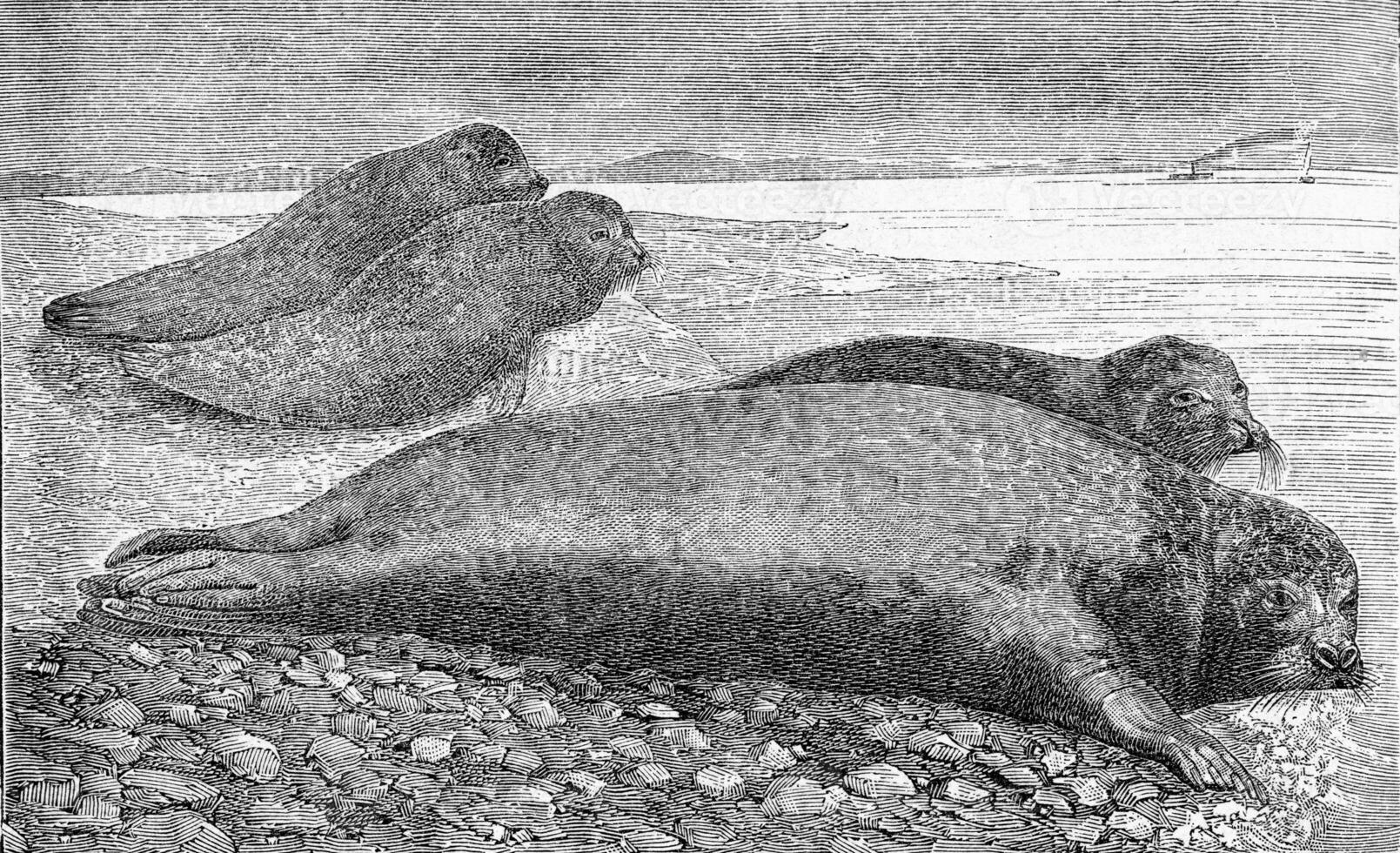 The seal, vintage engraving. photo