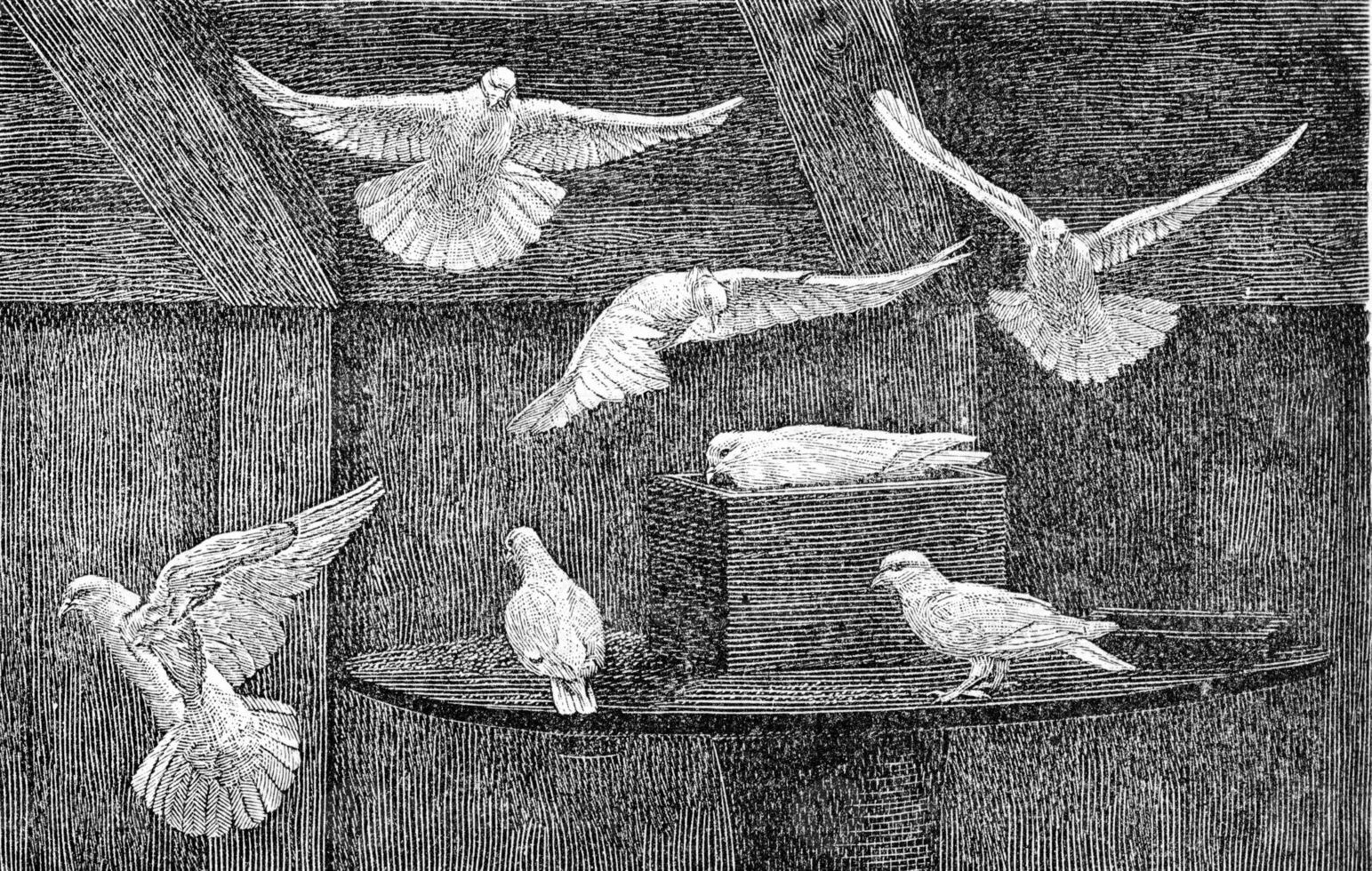 Domestic pigeons, vintage engraving. photo