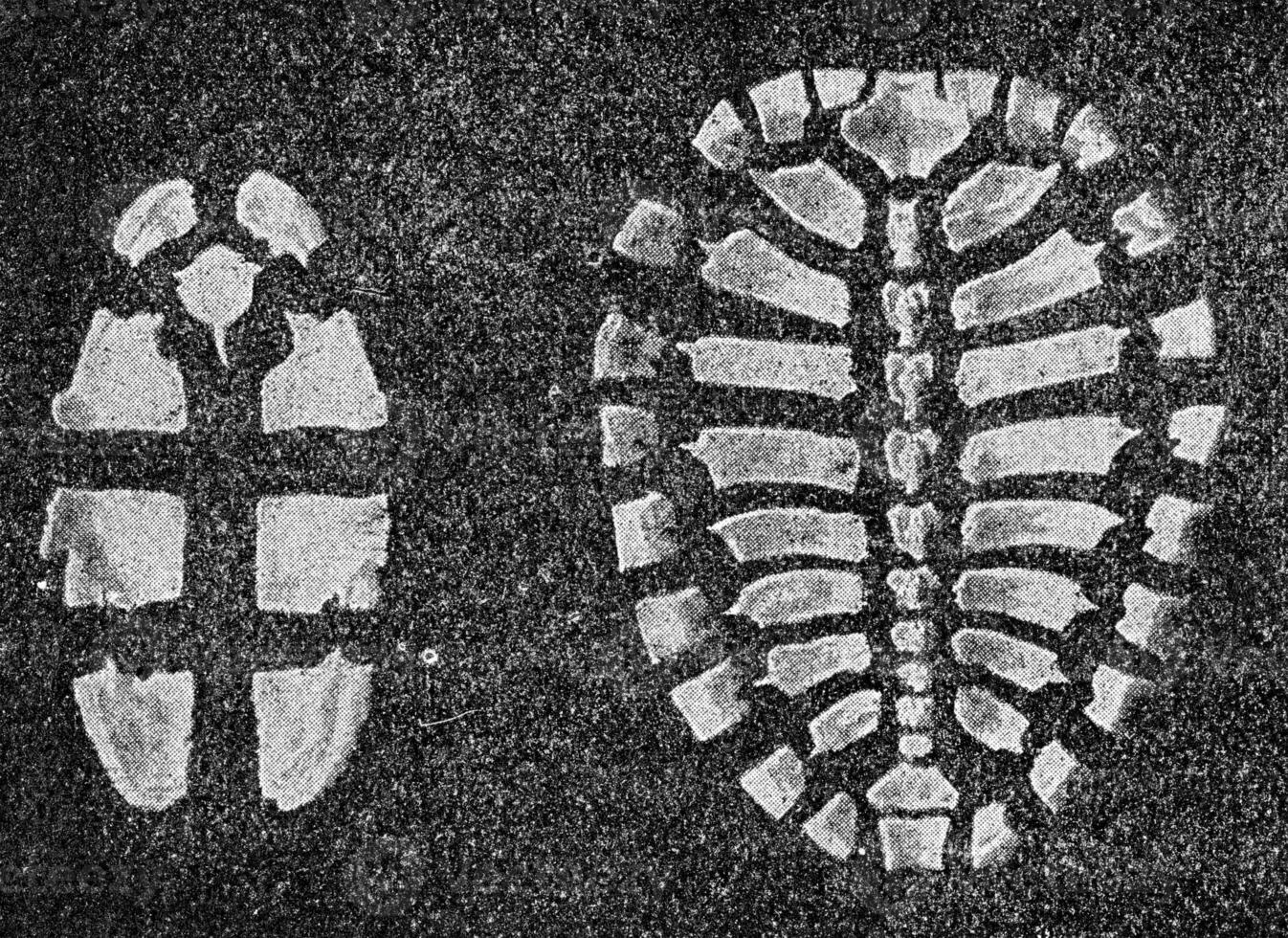 Bone pieces of the breast shield and the back of the river turtle, vintage engraving. photo