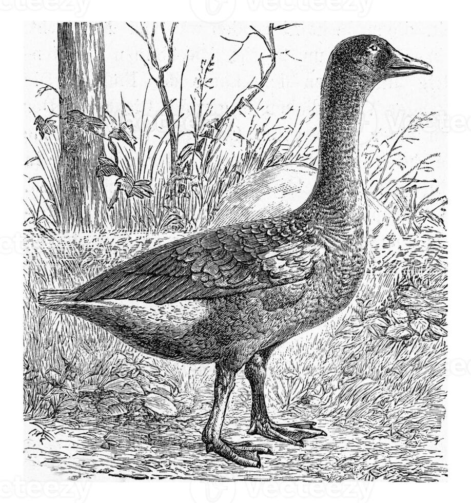 The wild goose, vintage engraving. photo