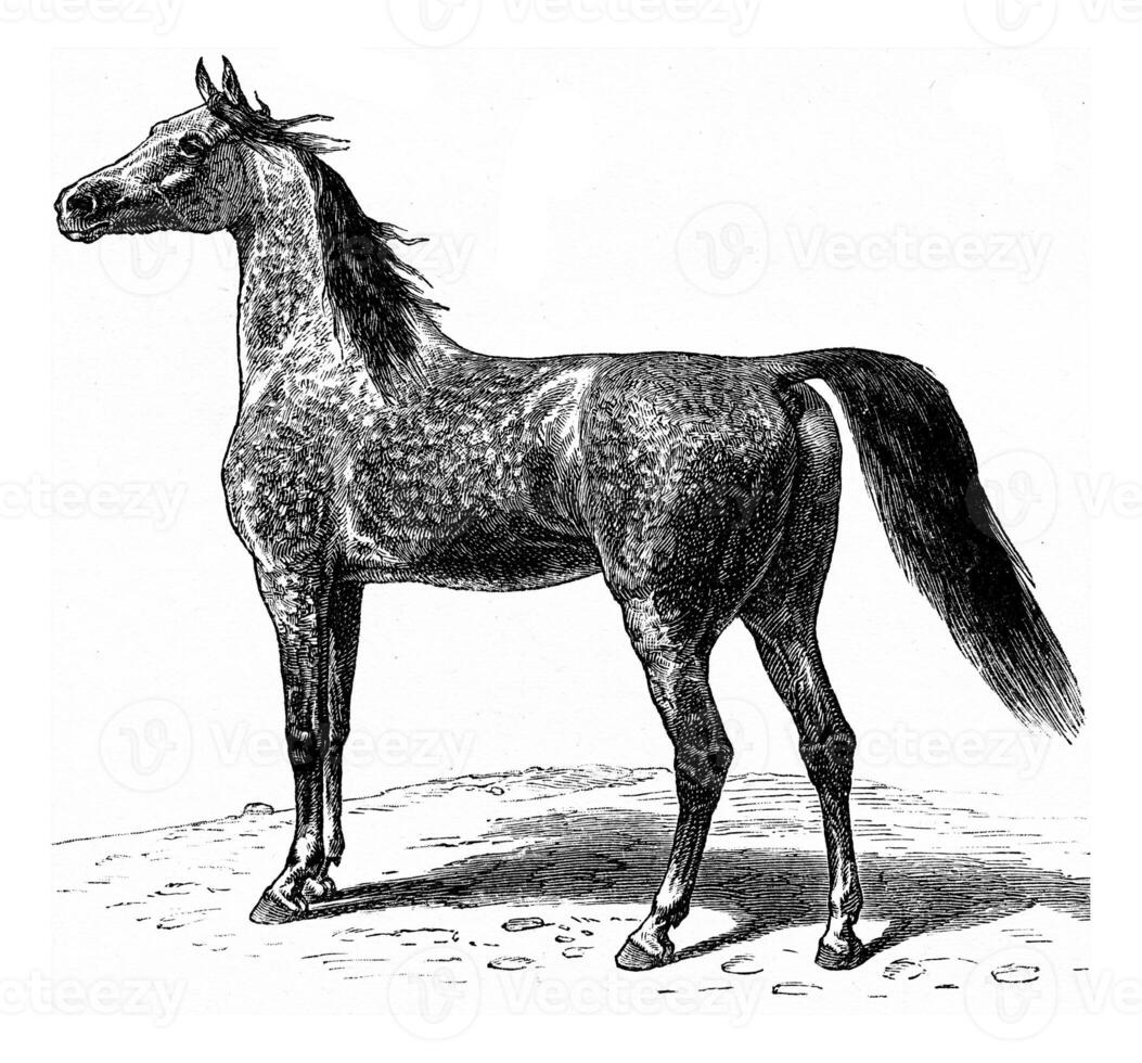 Horse, vintage engraving. photo