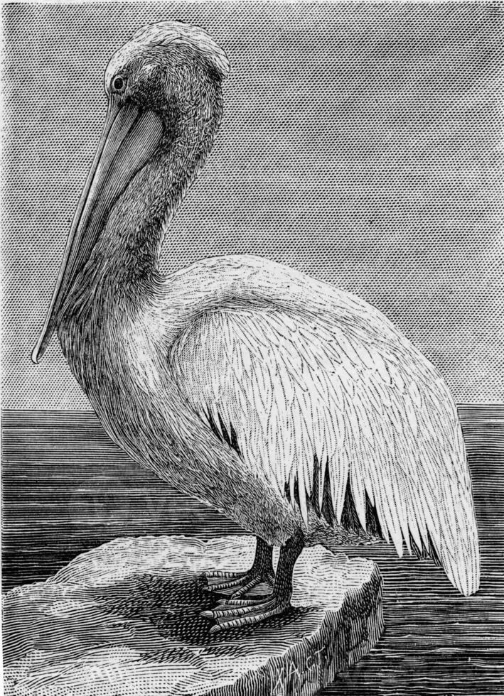 The pelican, vintage engraving. photo