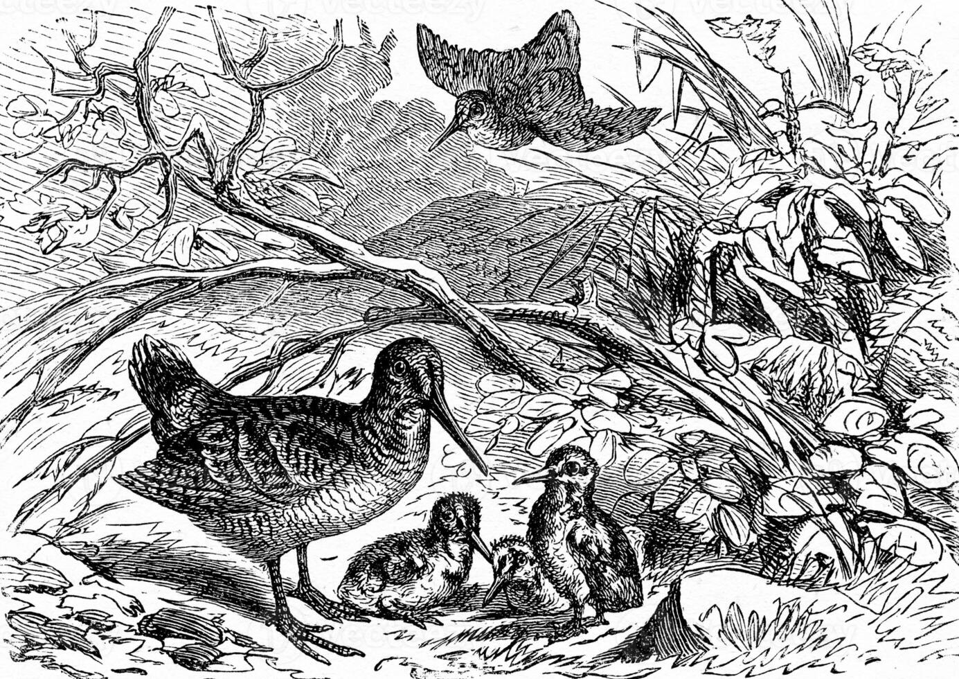 A family of woodcock, vintage engraving. photo