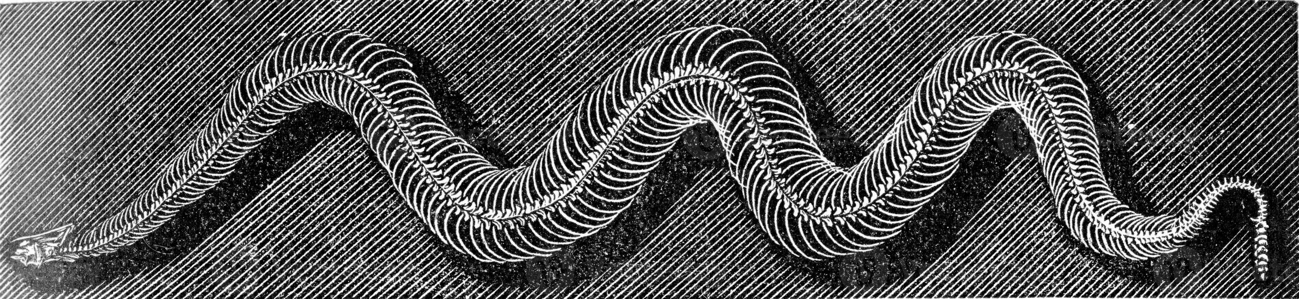 Skeleton of the grass snake, vintage engraving. photo