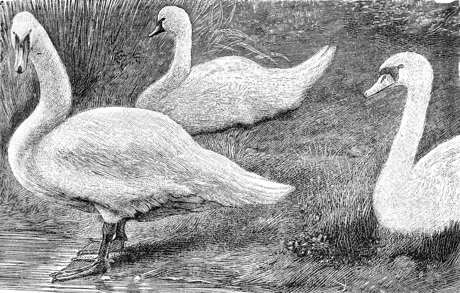 The Swan, vintage engraving. photo