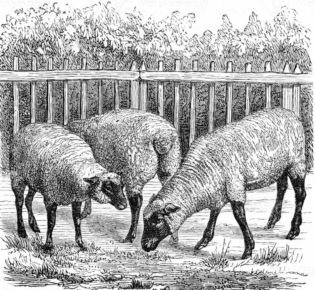 Sheep of the English breed known as south-down, vintage engraving. photo