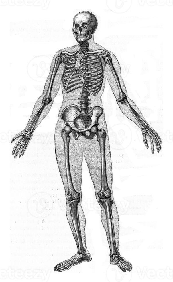 Human skeleton, vintage engraving. photo