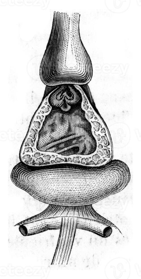 Valves of the heart and arterial bulb of Pisces, vintage engraving. photo