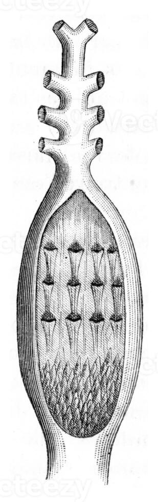 Valves of the heart and arterial bulb of Pisces, vintage engraving. photo