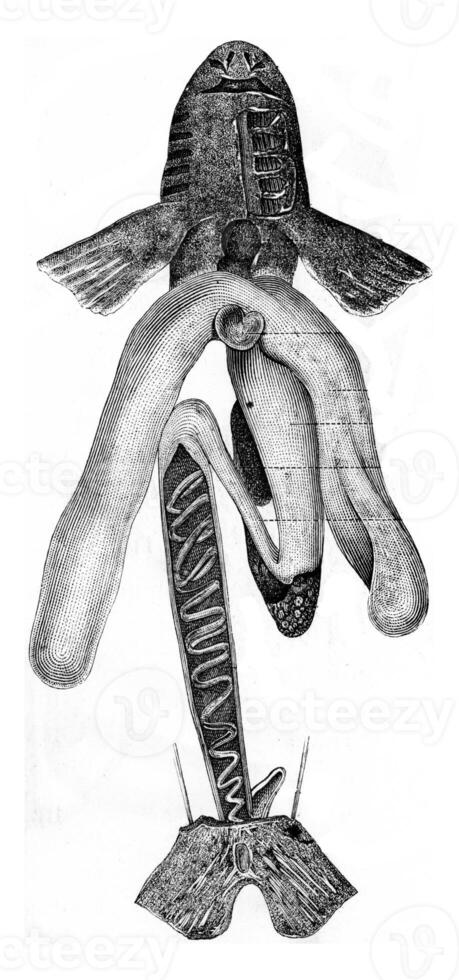 Nutritious viscera of a Squale of the genus Roussette, vintage engraving. photo