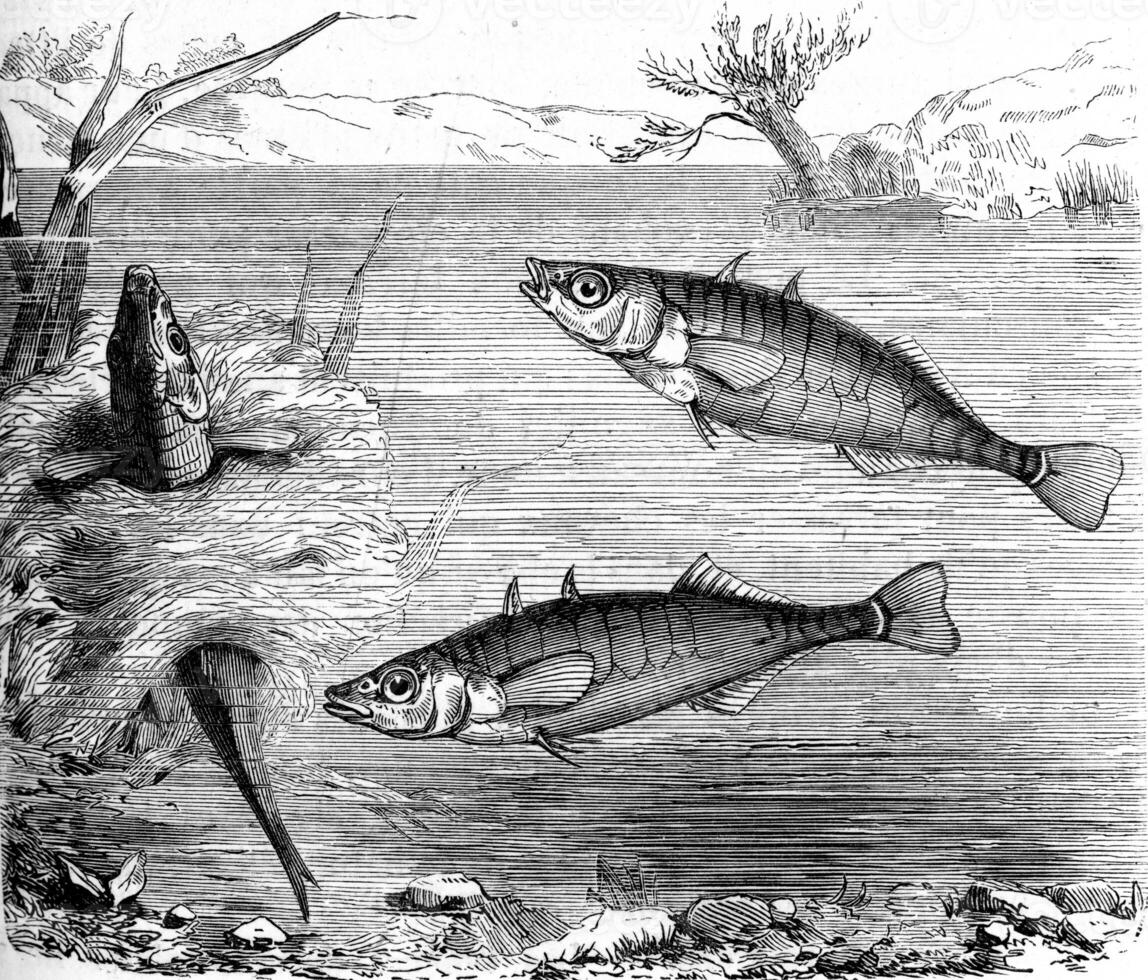 Stickleback, vintage engraving. photo