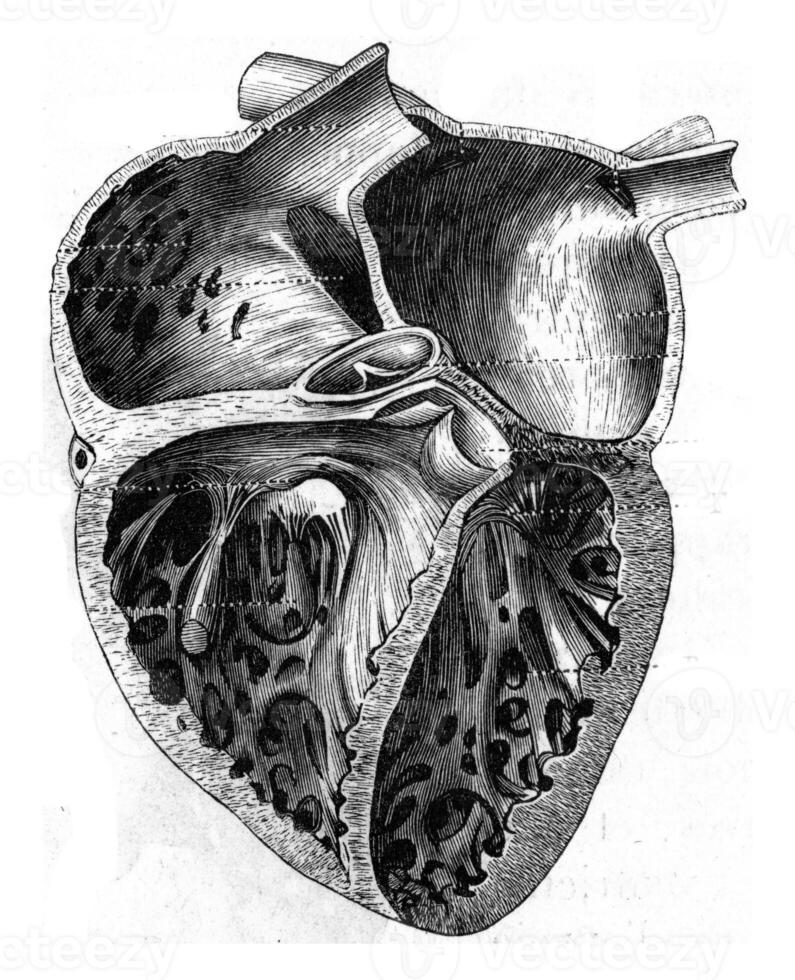 The heart of man, vintage engraving. photo