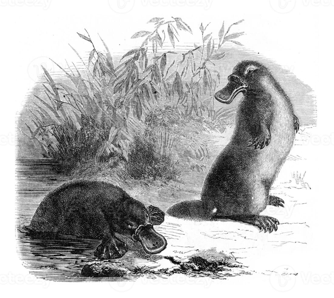Platypus, vintage engraving. photo