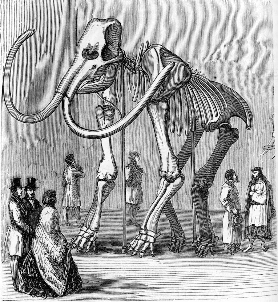 Skeleton of Siberian Mammoth, preserve at the museum of Saint Petersburg, vintage engraving. photo