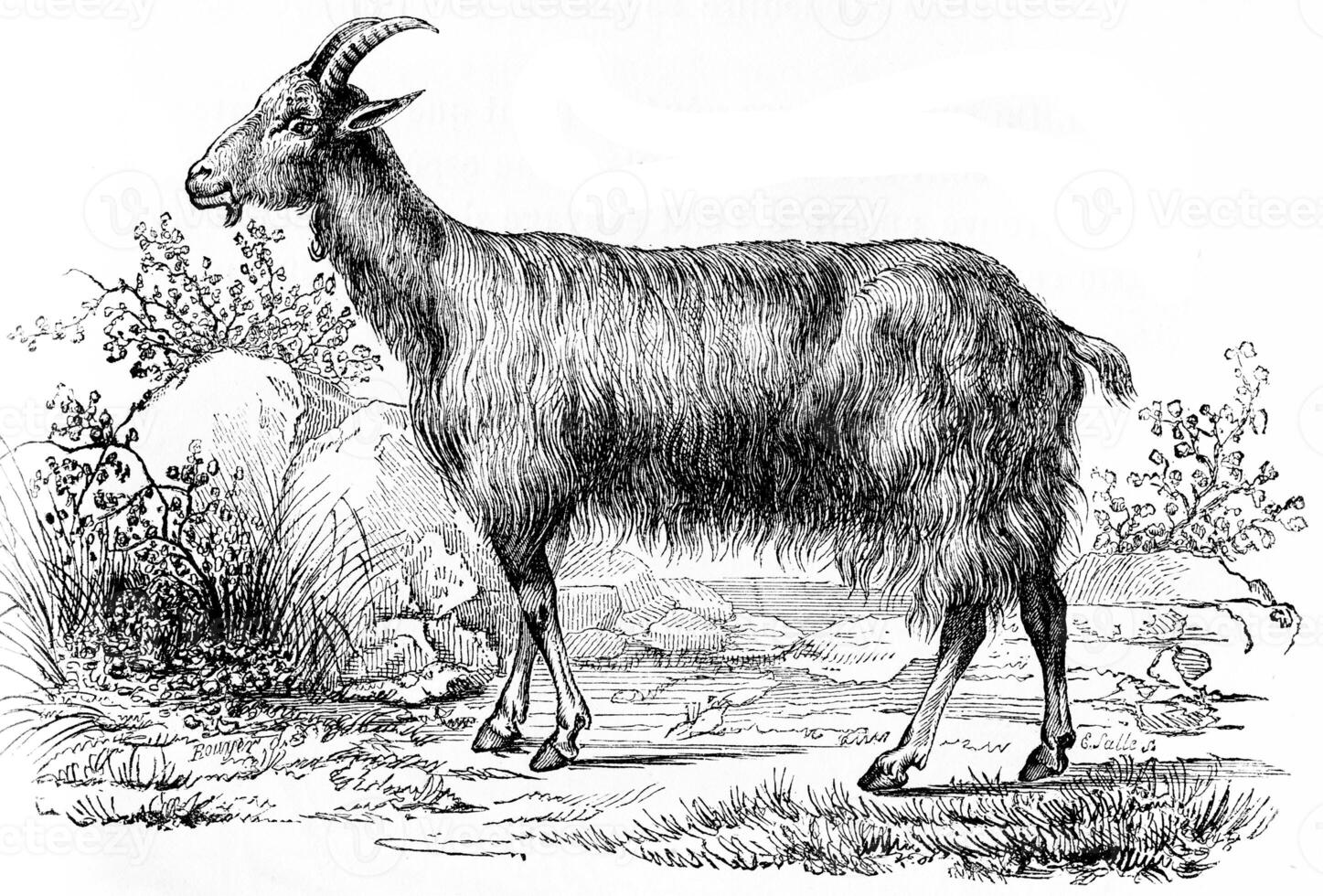 Goat, vintage engraving. photo