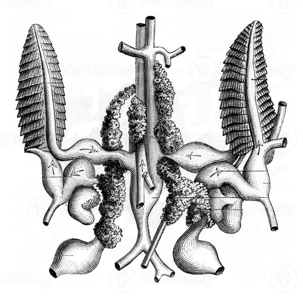 Gills and Circulatory System of Seiche, vintage engraving. photo